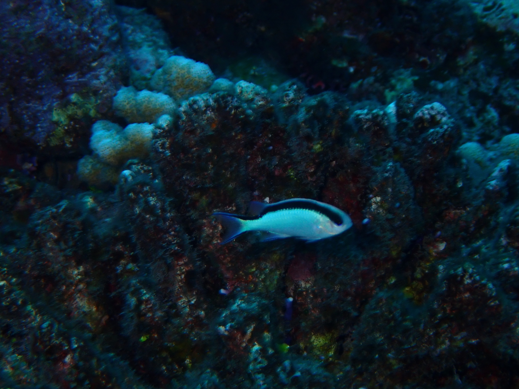 Tahiti Damsel photo 8