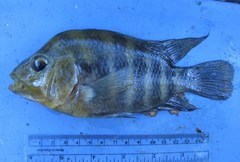 Amphilophus citrinellus