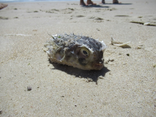 Chilomycterus spinosus