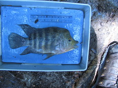 Amphilophus labiatus