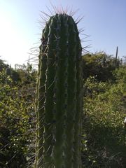 Cephalocereus nudus
