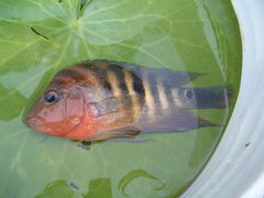 Amphilophus citrinellus