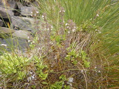 Euphrasia hudsoniana