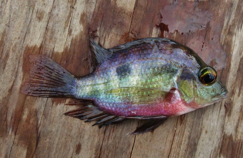 Red breast cichlid (Cribroheros longimanus) — Cichlidae — 5