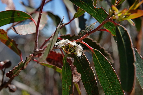 Jillaga Ash (Eucalyptus stenostoma)