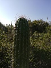 Cephalocereus nudus