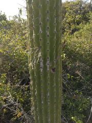 Cephalocereus nudus