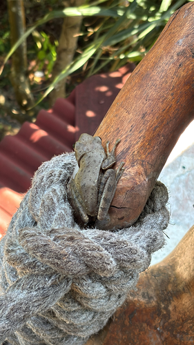 Polypedates leucomystax