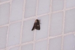 Condica albigutta