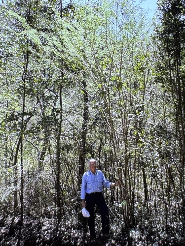 Wattapama (Poitea florida)