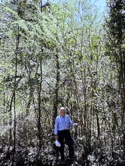 Poitea florida