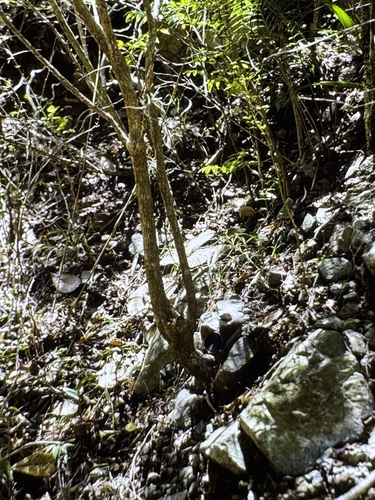Poitea florida, photograph 1