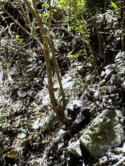 Poitea florida, photograph Matt Lavin, CC BY-SA, iNaturalist via GBIF