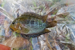 Herotilapia multispinosa