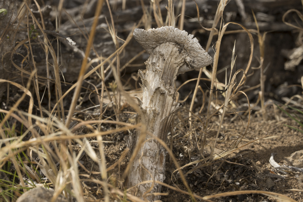 Battarrea phalloides · October 2025 · photo: © sur_endemico (iNaturalist, cc-by-nc)