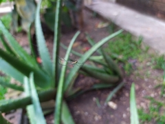 Leucauge