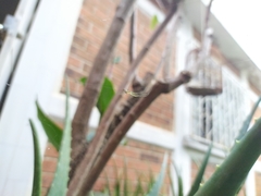 Leucauge