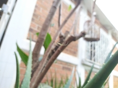 Leucauge