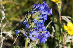 Polemonium viscosum