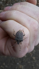 Halyomorpha halys