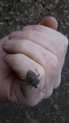 Halyomorpha halys