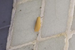 Manulea fuscodorsalis