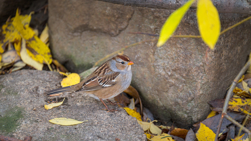 White-crowned Sparrow