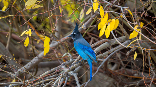 Steller's Jay