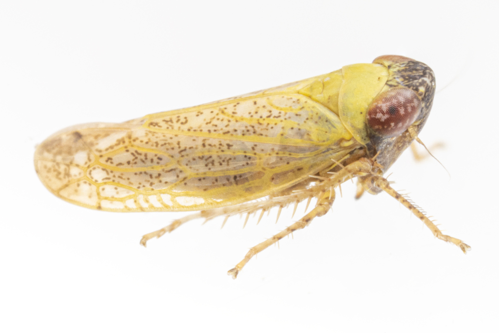 Scaphytopius nigricollis