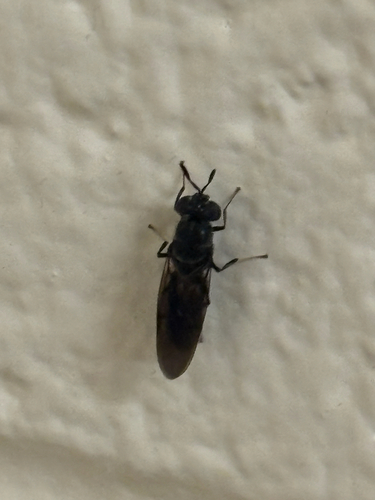 Unknown species found near W Gregory Dr, Urbana, IL, US