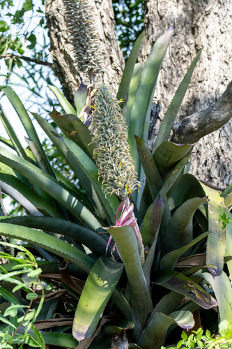 Aechmea longicuspis