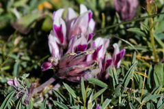 Trifolium dasyphyllum