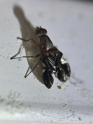 Unknown species found near 31st St N, Arlington, VA, US