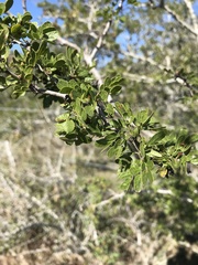 Vachellia rigidula