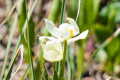 Anemonastrum zephyrum