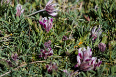 Trifolium dasyphyllum