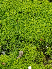 Bryum argenteum