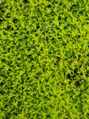Bryum argenteum