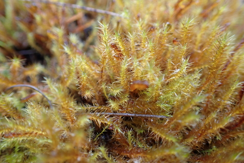 Yellow Starry Fen Moss (Campylium stellatum)