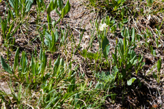 Anemonastrum zephyrum