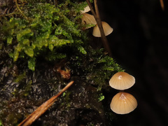 Mycena metata