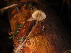Mycena metata