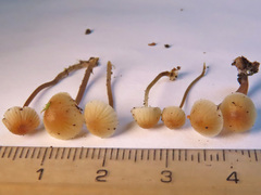 Mycena metata
