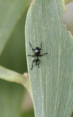 Rhynolaccus formicarius