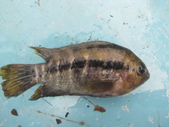 Herotilapia multispinosa