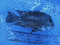 Neetroplus nematopus