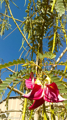 Sesbania grandiflora
