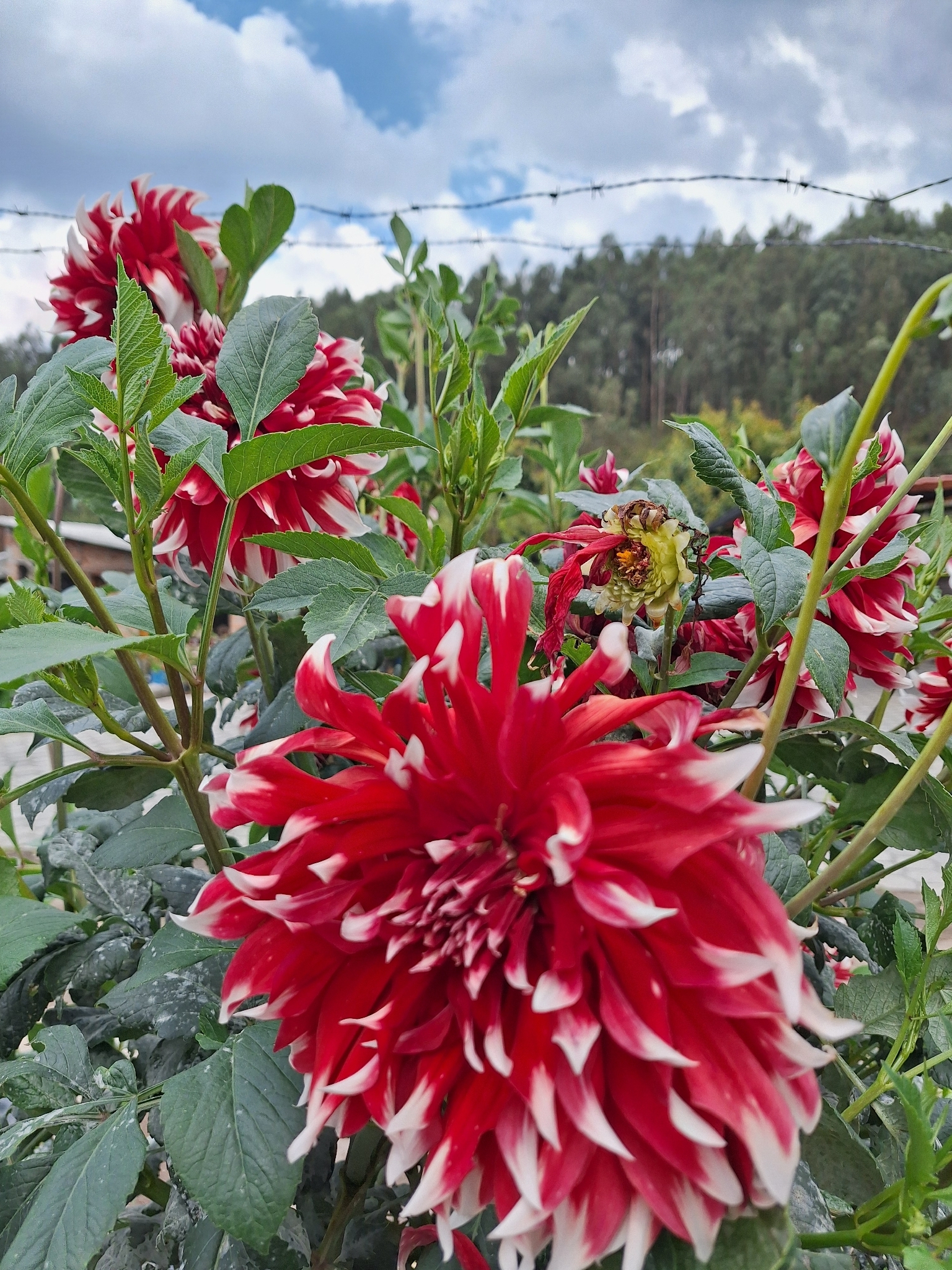 Imagem de Dalia