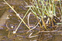 Ranunculus aquatilis