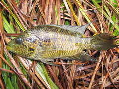 Parachromis friedrichsthalii